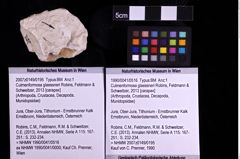 Foto (Objekt + Etiketten) von Culmenformosa glaessneri (Robins, Feldmann & Schweitzer, 2013) (NHMW-GEO-1990-0041-0516)